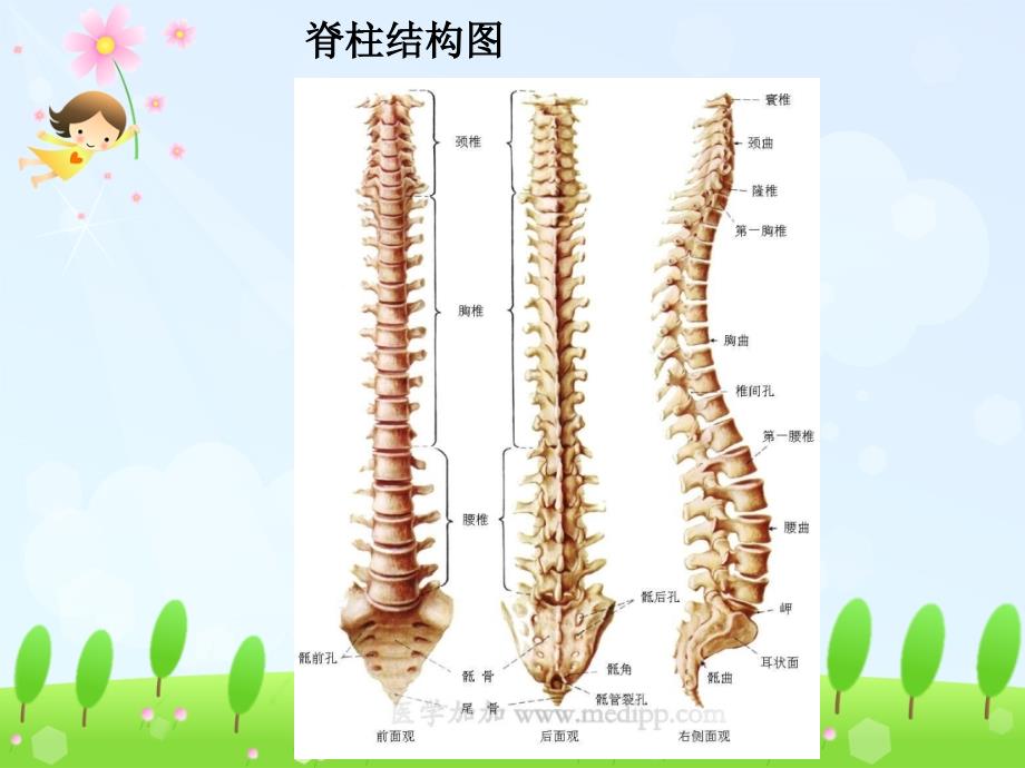 预防脊柱异常弯曲_第4页