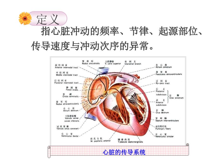 循环系统疾病病人的护理--心律失常课件_第2页