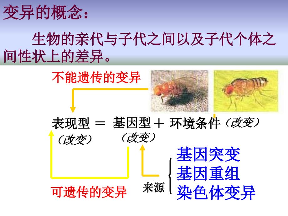 基因重组和基因变异课件_第2页