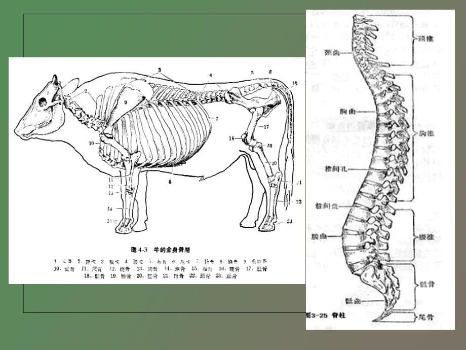 骨骼种属鉴定医学医药_第5页