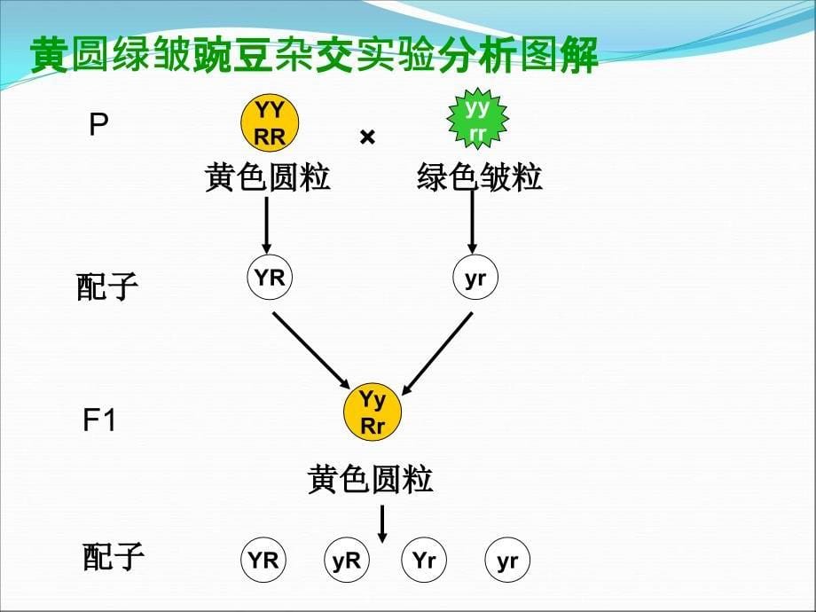 生物课件高一生物孟德尔的豌豆杂交实验_第5页