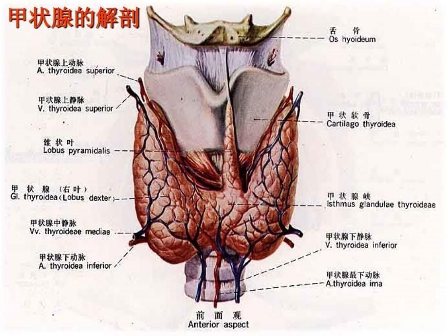 第十一章颈部疾病病人的护理CareoftheClientwithNeck_第5页