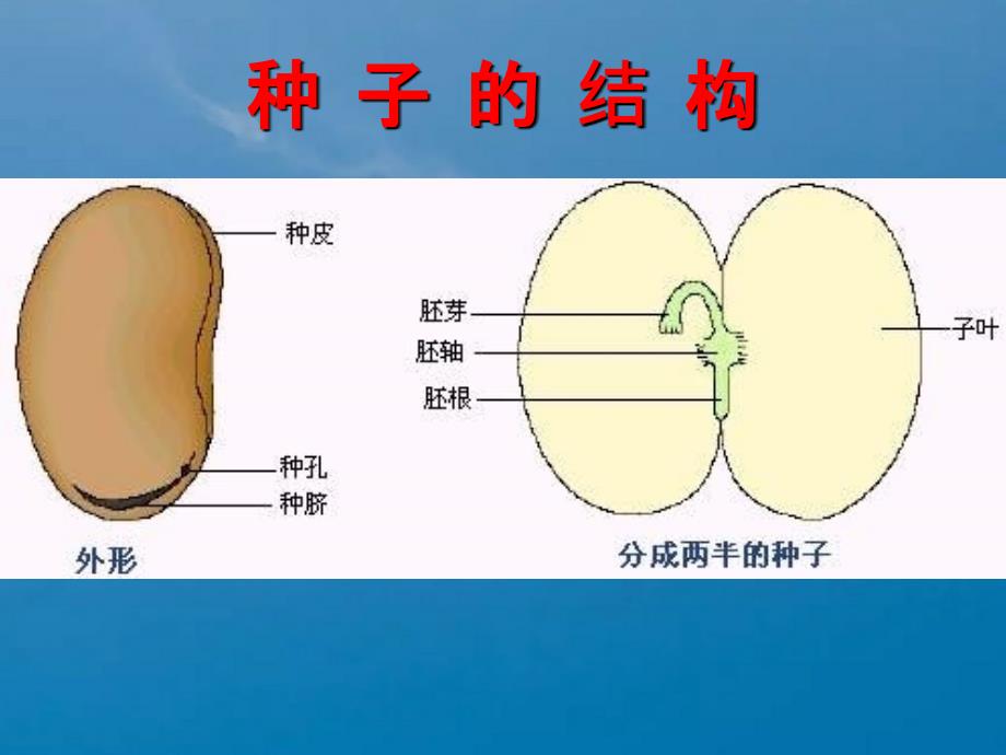 三年级下册科学4.种子变成了幼苗教科版ppt课件_第4页