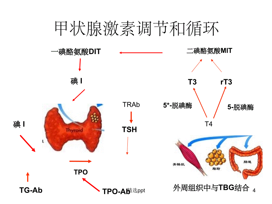 甲状腺功能检测1_第4页