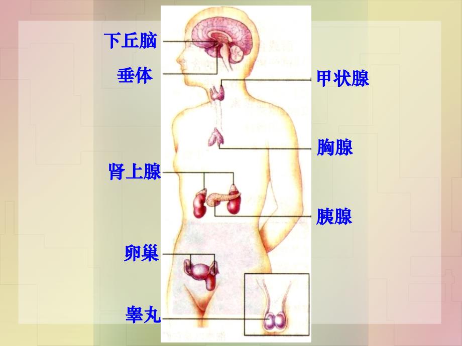 激素调节第一轮复习.ppt_第4页