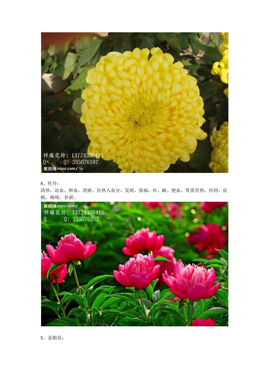 养生花卉(净化空气,对身体有益的花卉、盆栽).docx_第3页