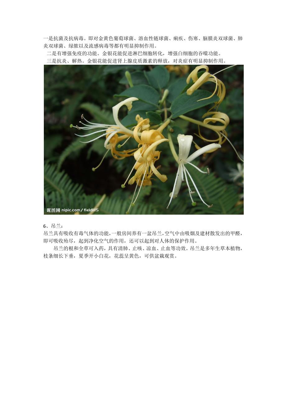 养生花卉(净化空气,对身体有益的花卉、盆栽).docx_第4页