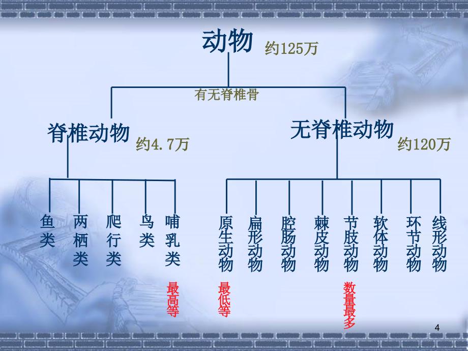 常见的动物第二课时_第4页