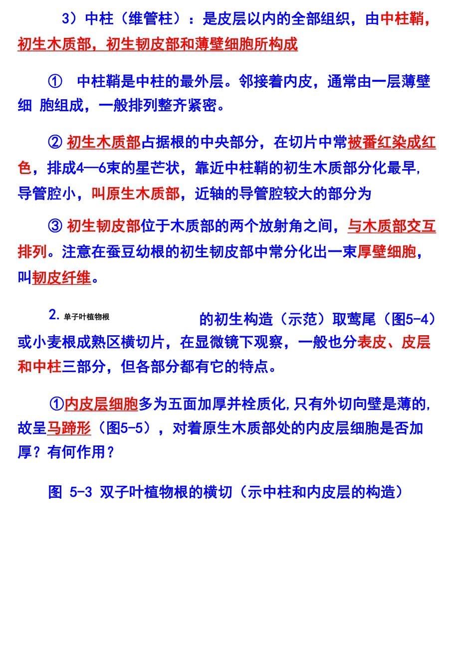 植物的根的结构及其功能的观察_第5页