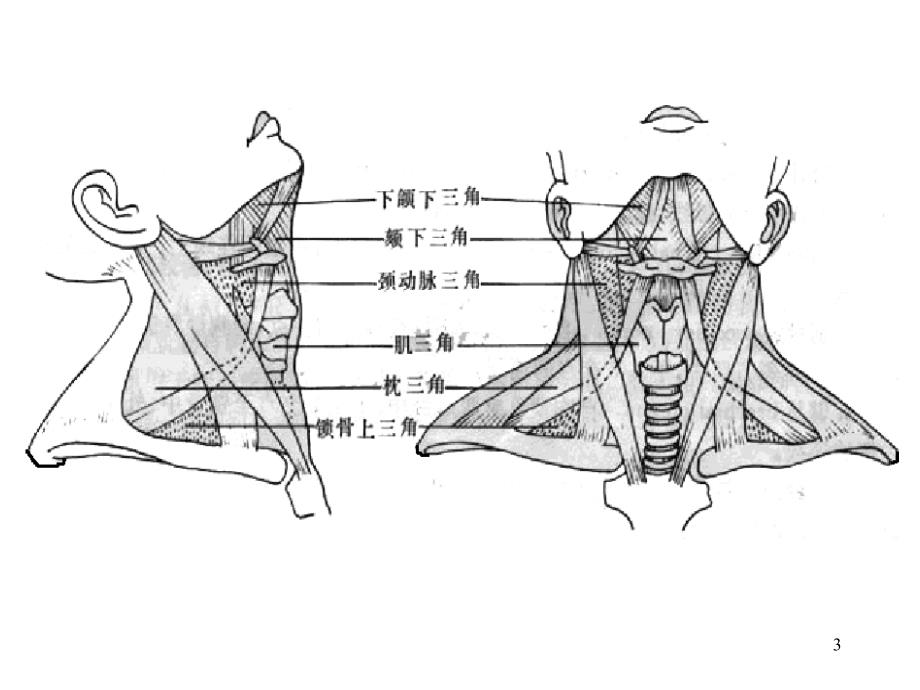 CT解剖-颈部(1)_第3页