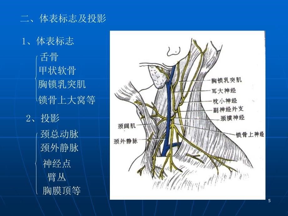 CT解剖-颈部(1)_第5页