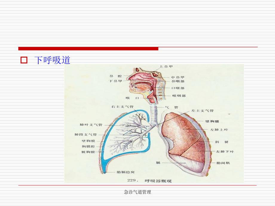 最新急诊气道管理_第4页