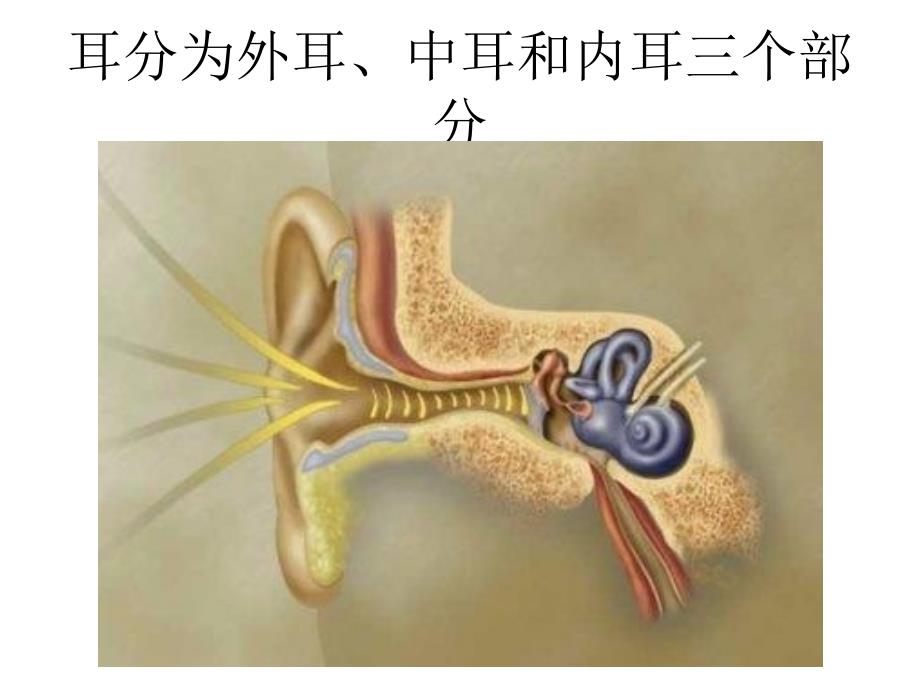 耳部解剖及生理PPT课件_第2页