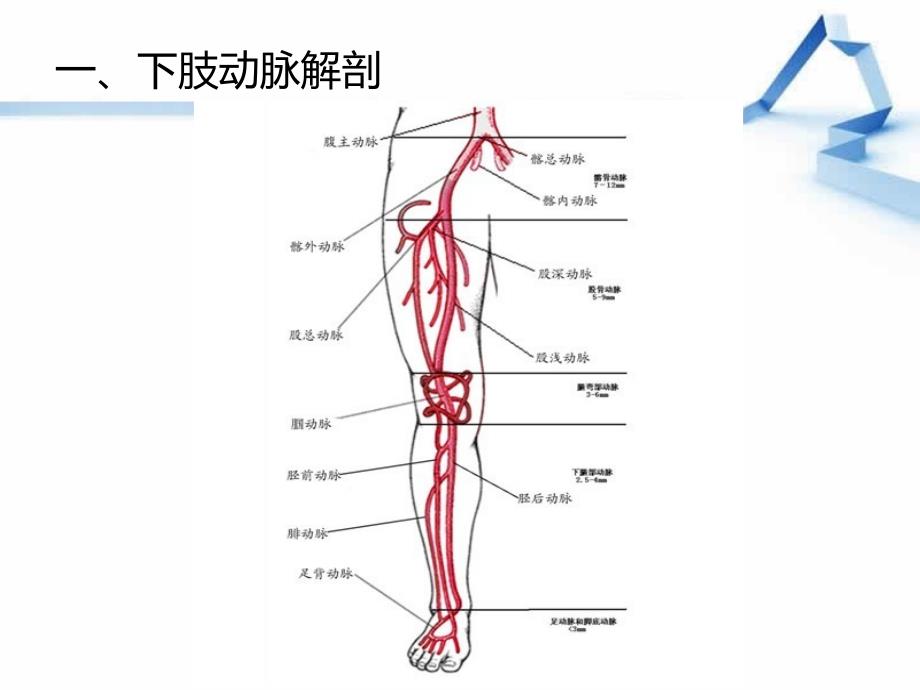 下肢血管解剖ppt课件_第3页