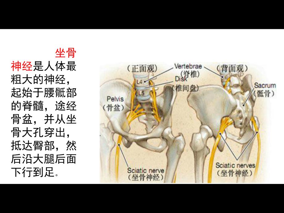 推荐精选梨状肌综合征_第4页