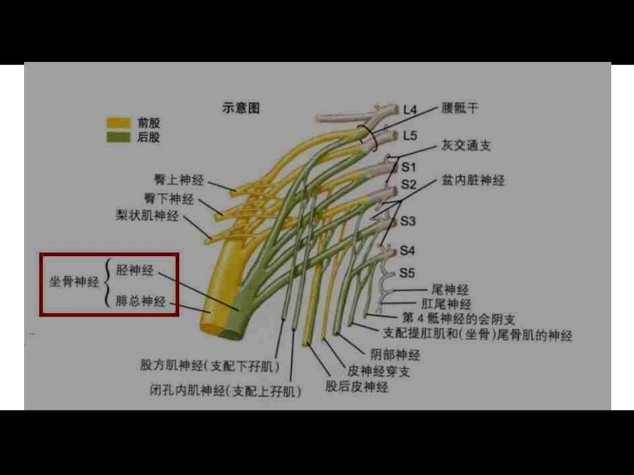 推荐精选梨状肌综合征_第5页