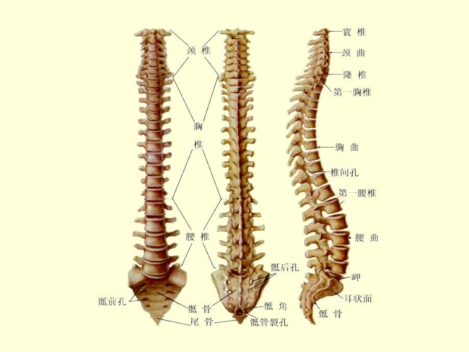 颈腰椎疾病预防知识讲座PPT1250_第3页