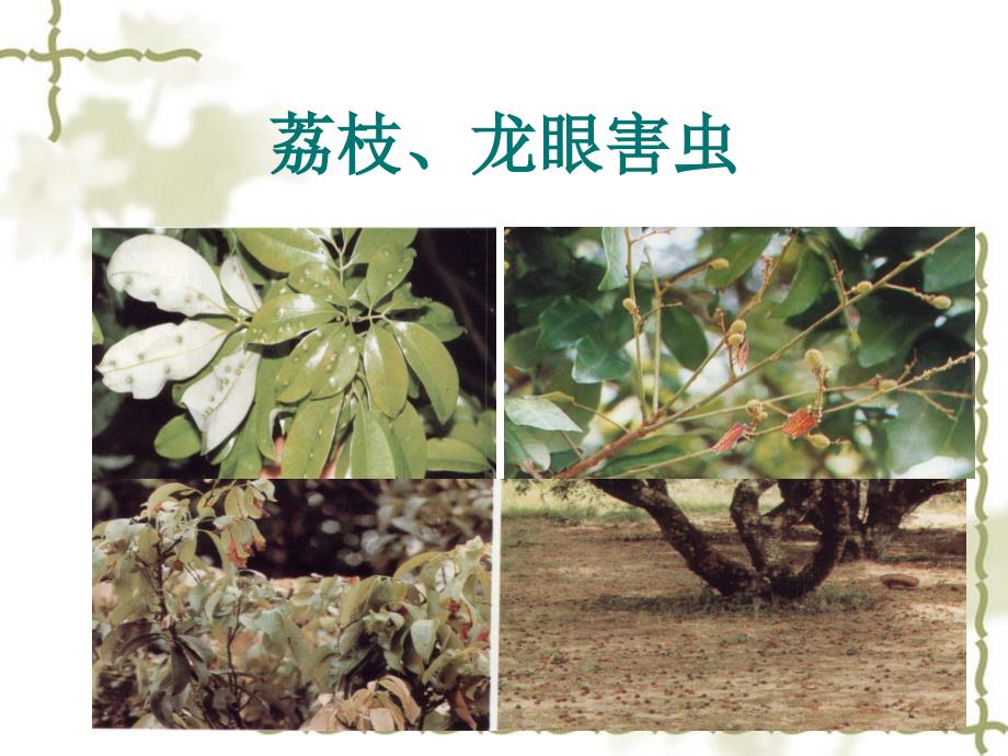 荔枝龙眼害虫_第1页