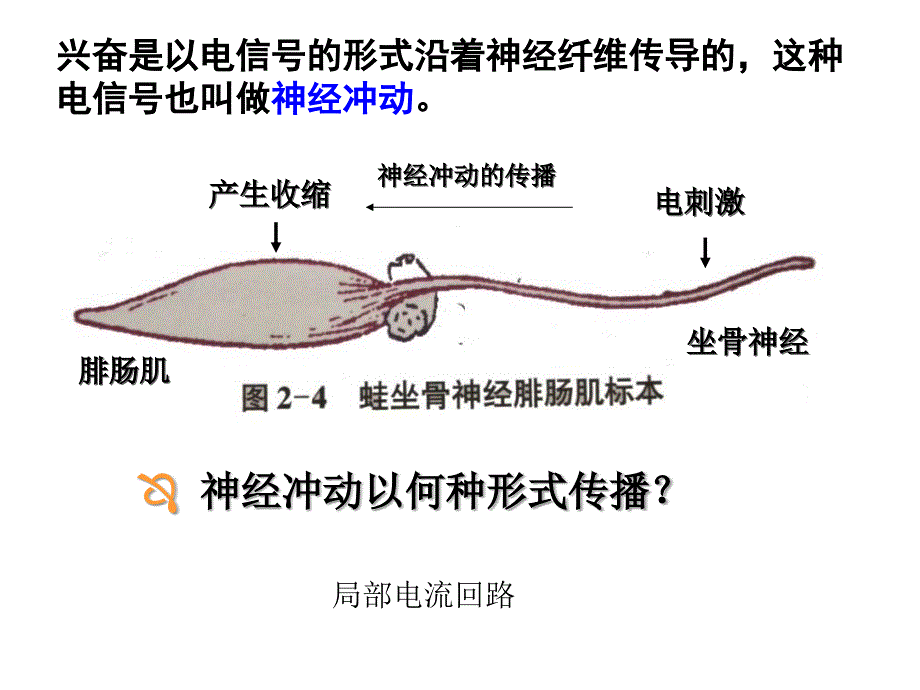 神经冲动的产生与传导_第2页