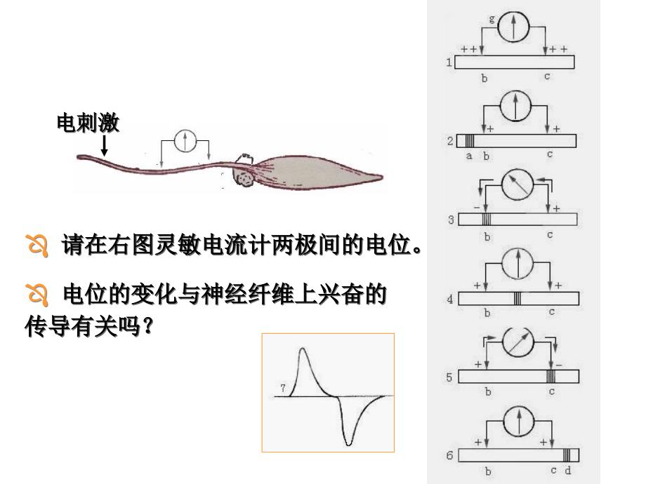 神经冲动的产生与传导_第3页