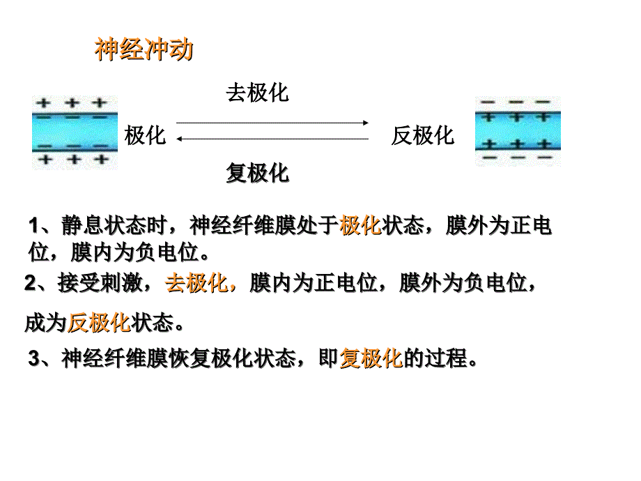 神经冲动的产生与传导_第4页