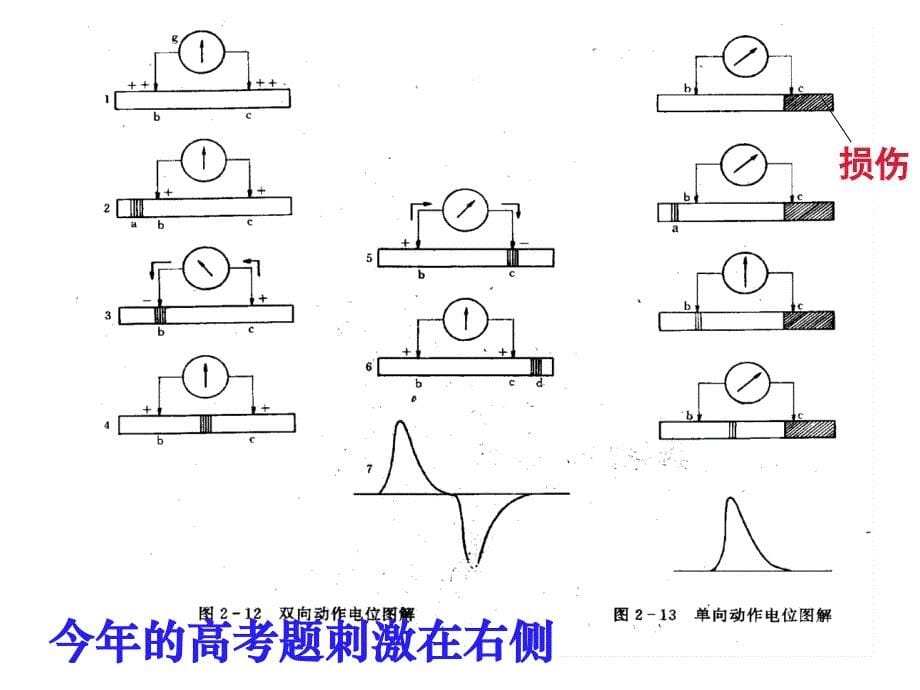 神经冲动的产生与传导_第5页