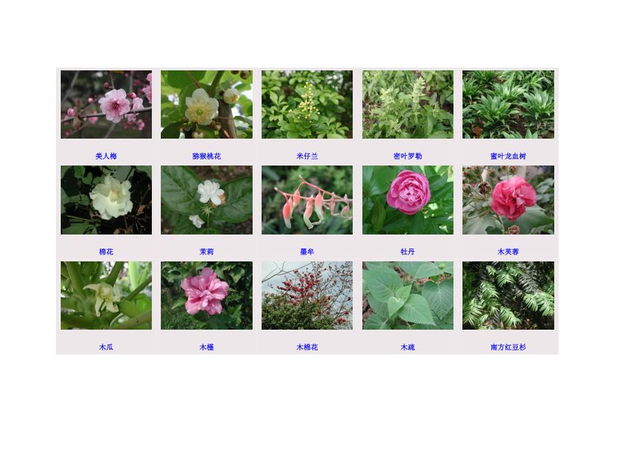 植物图鉴二(300图)_第2页