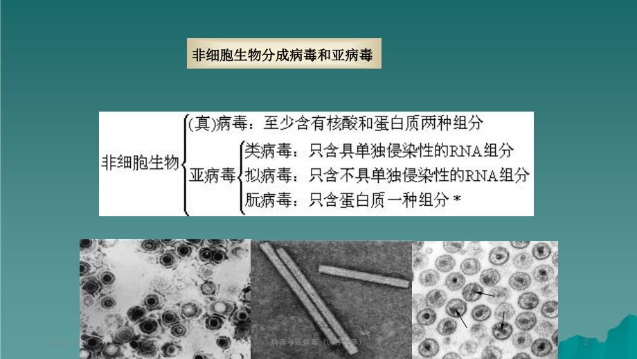 病毒与亚病毒课件分享_第2页