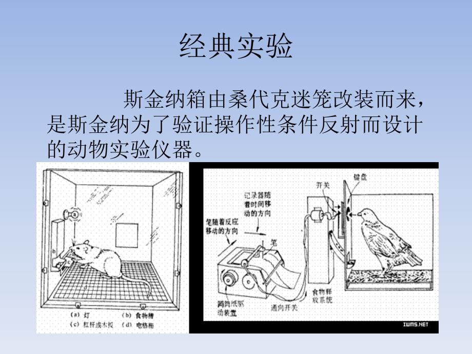 斯金纳的操作性条件反射理论_第4页