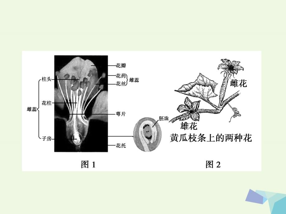 高中生物 第一章 遗传因子的发现 第1节 孟德尔的豌豆杂交实验（一）课件 新人教必修2_第3页