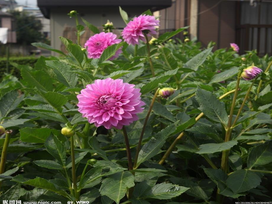 北京市大兴区魏善庄中学七年级生物上册 第三章 第二节 生物体绿色开花植物体的结构层次课件 北京课改版_第4页