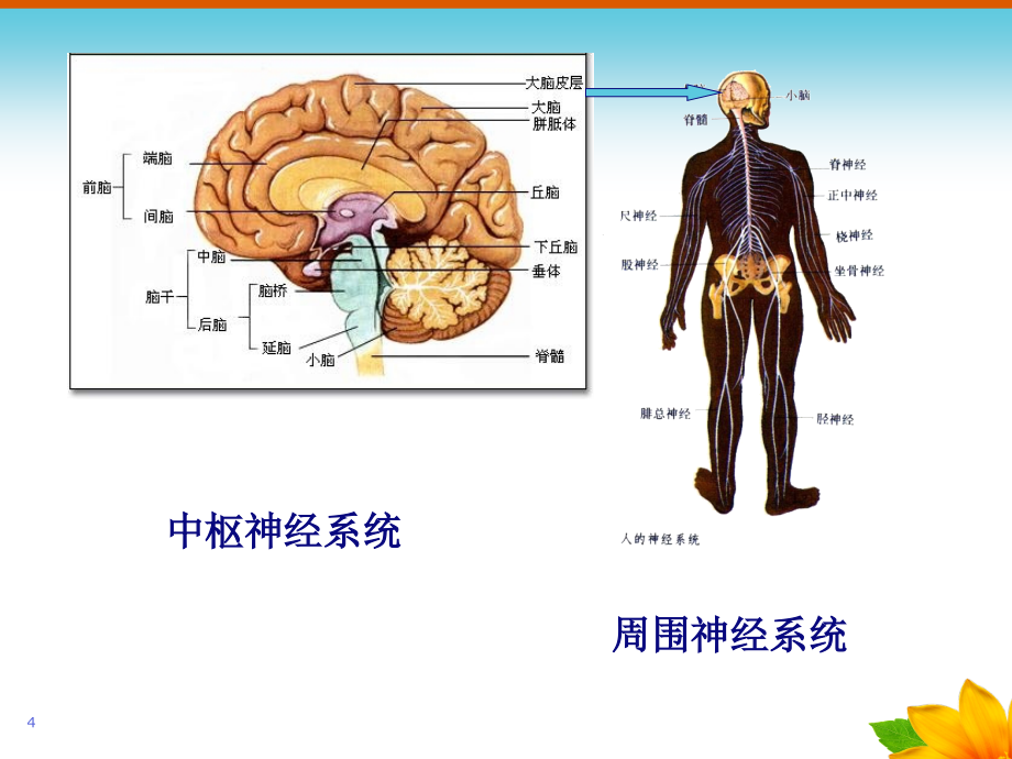 幼儿心理学完整版【情绪心理】_第4页