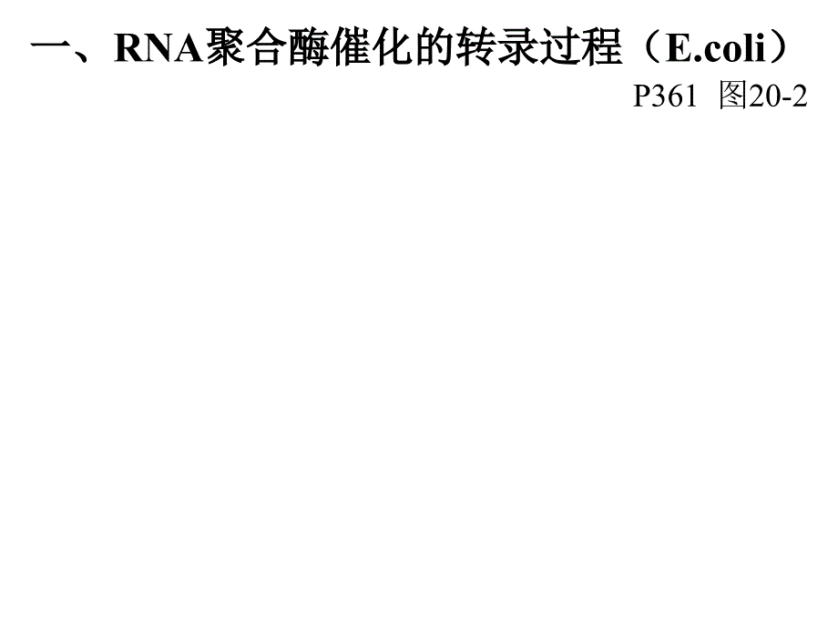 14%20RNA的生物合成1_第4页