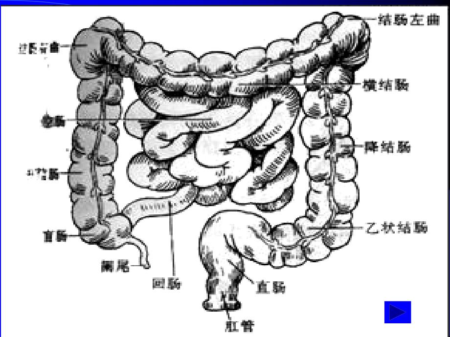 第十一章排泄_第4页