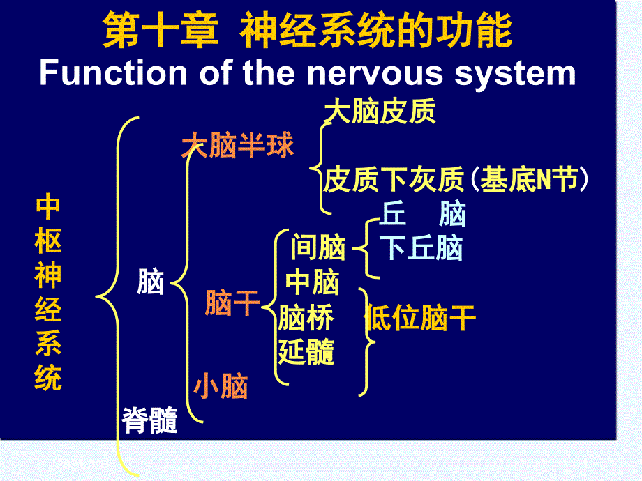 神经系统的功能讲座_第1页