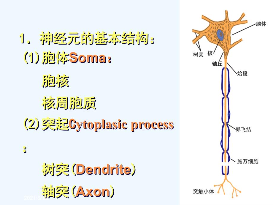 神经系统的功能讲座_第3页