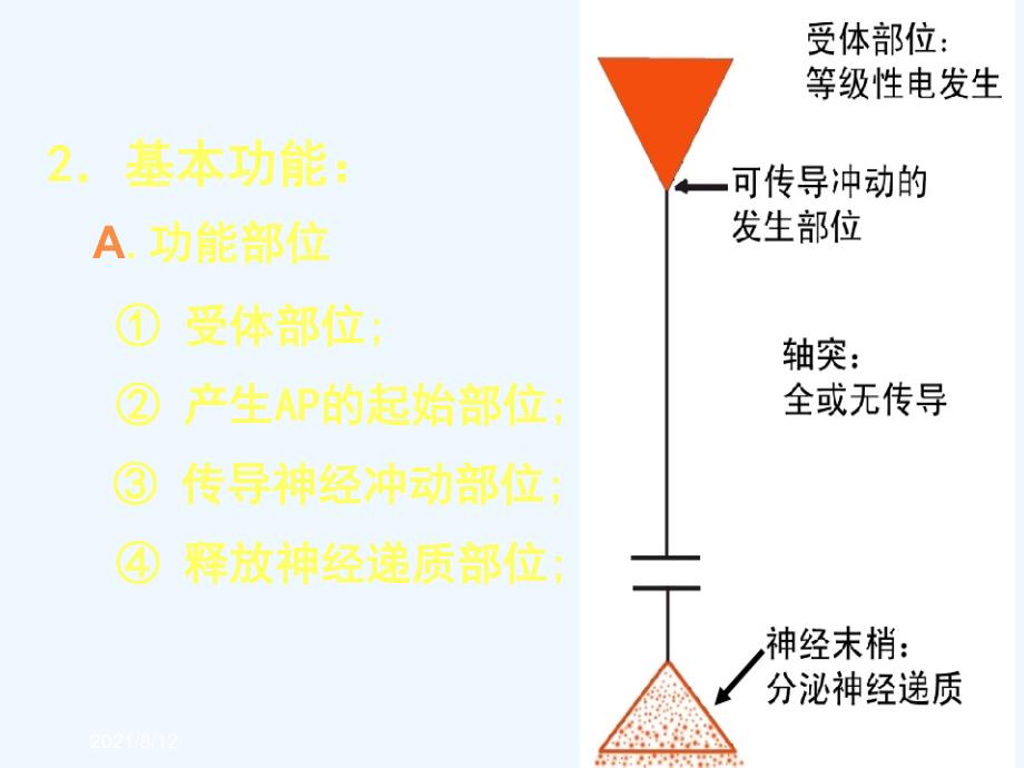 神经系统的功能讲座_第4页