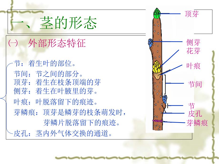 植物茎的结构PPT课件_第3页