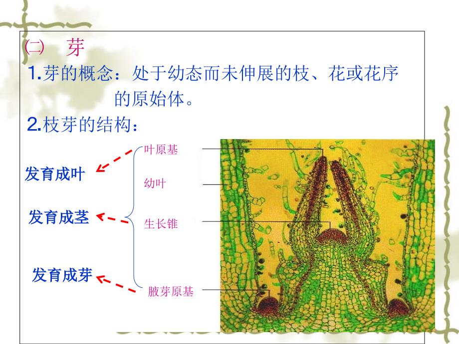 植物茎的结构PPT课件_第4页