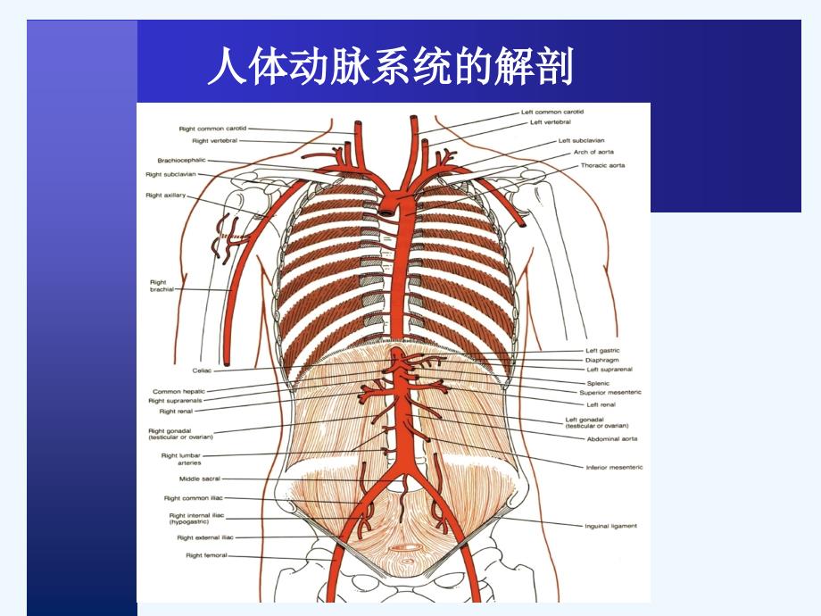 冠脉介入治疗基本知识介绍_第4页