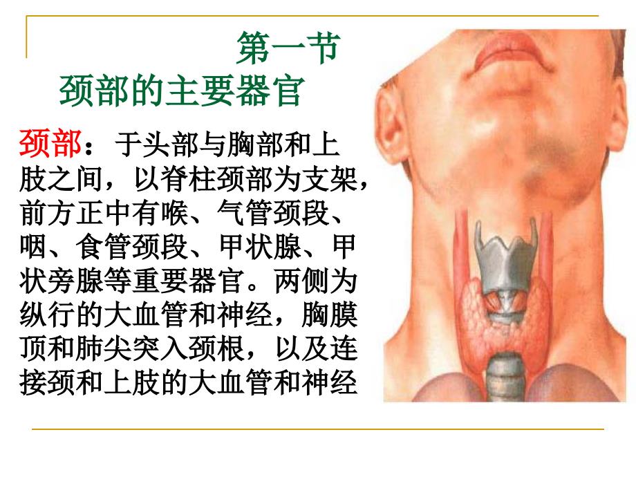 《颈部的主要器官》PPT课件_第2页