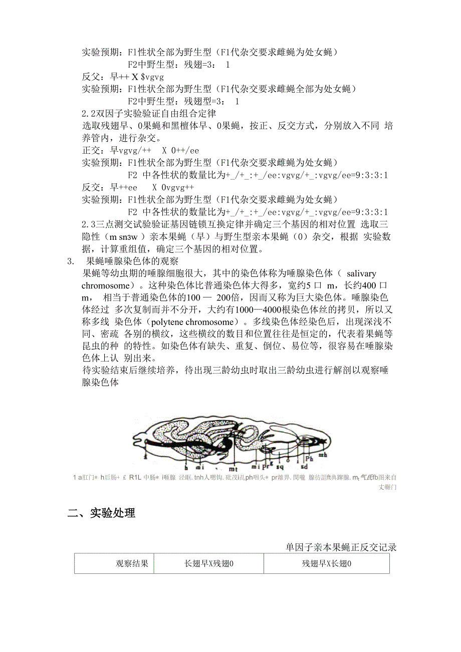 果蝇杂交系列试验结果及遗传学定律验证_第4页