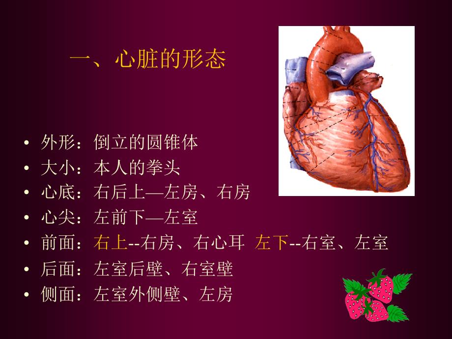 心脏超声解剖名师编辑PPT课件_第3页