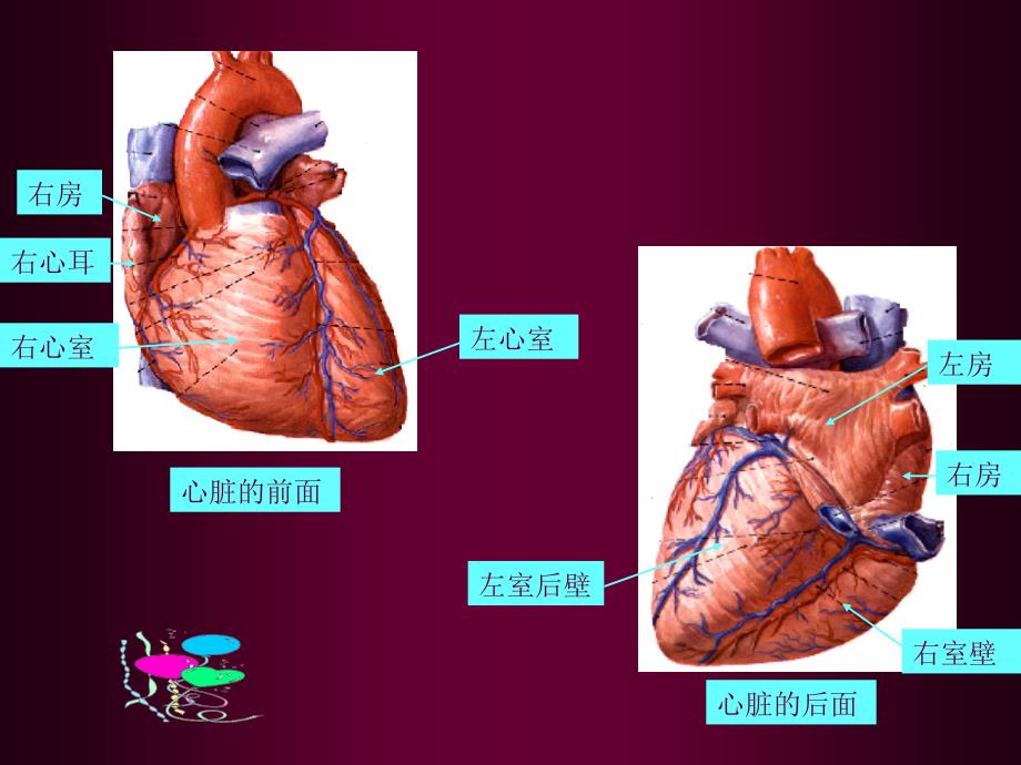 心脏超声解剖名师编辑PPT课件_第4页
