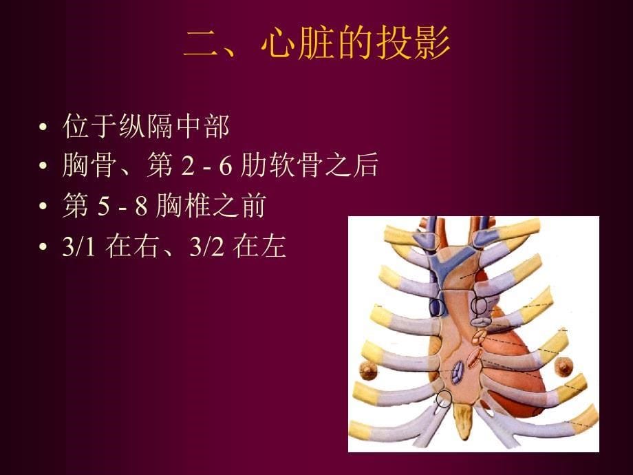 心脏超声解剖名师编辑PPT课件_第5页