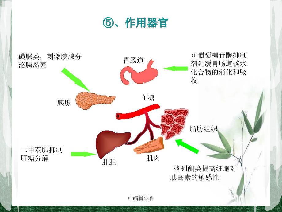 《糖尿病用药护理》课件_第4页