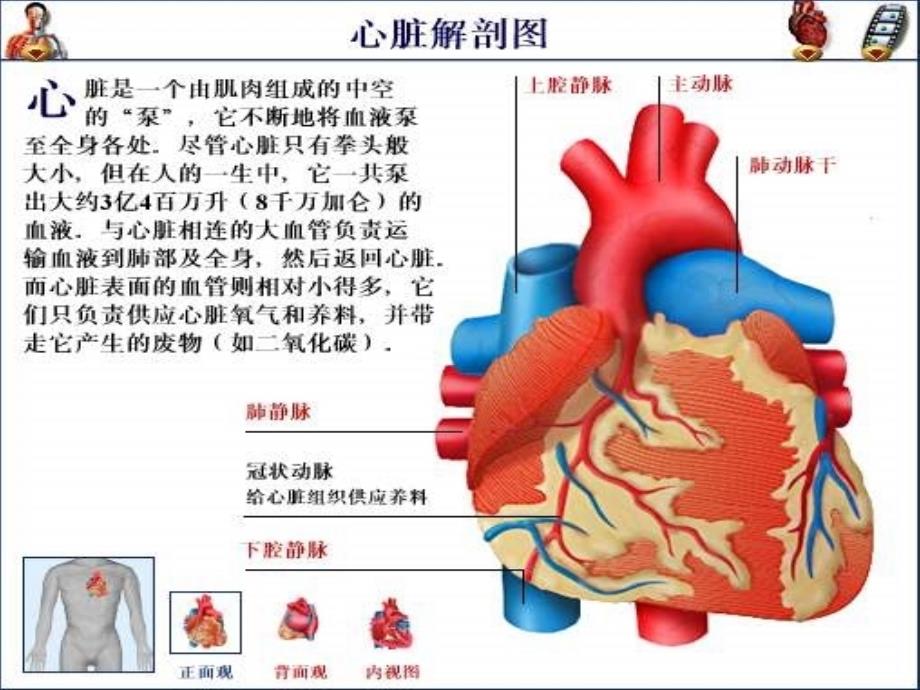 13心脏疾病用药_第1页