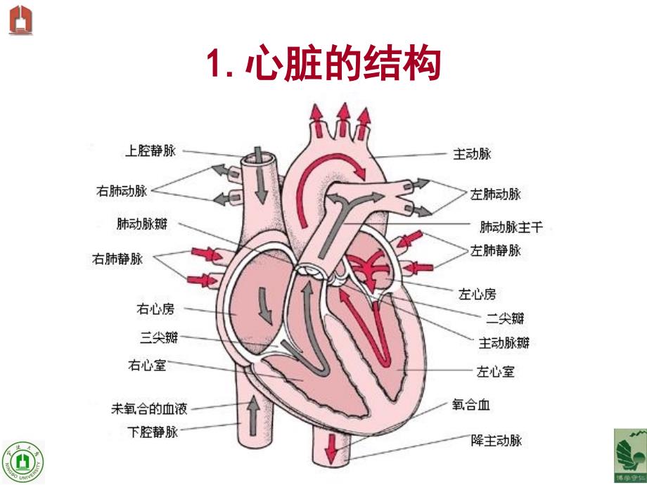 13心脏疾病用药_第3页