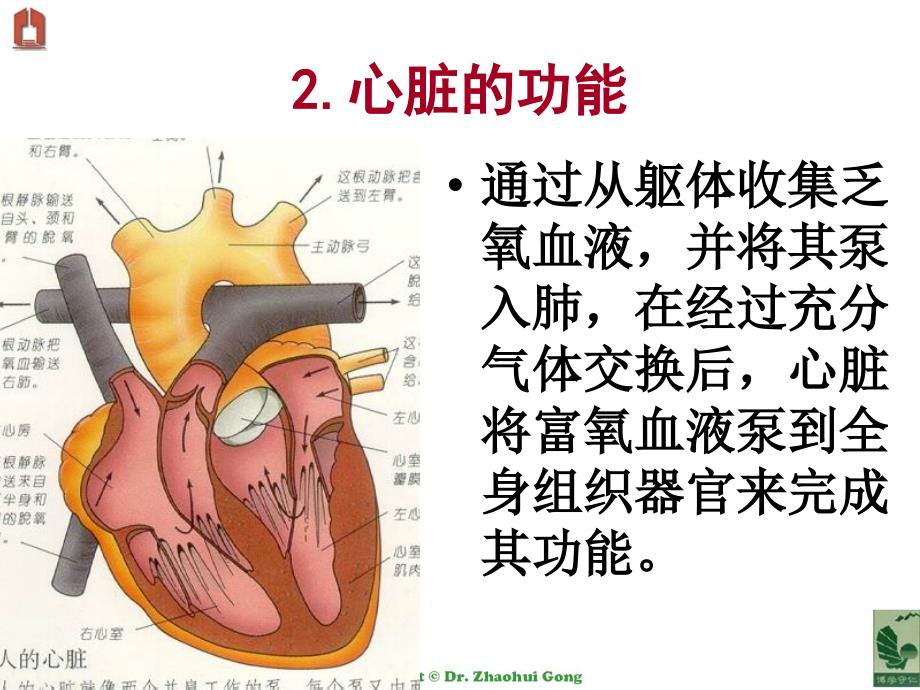 13心脏疾病用药_第4页