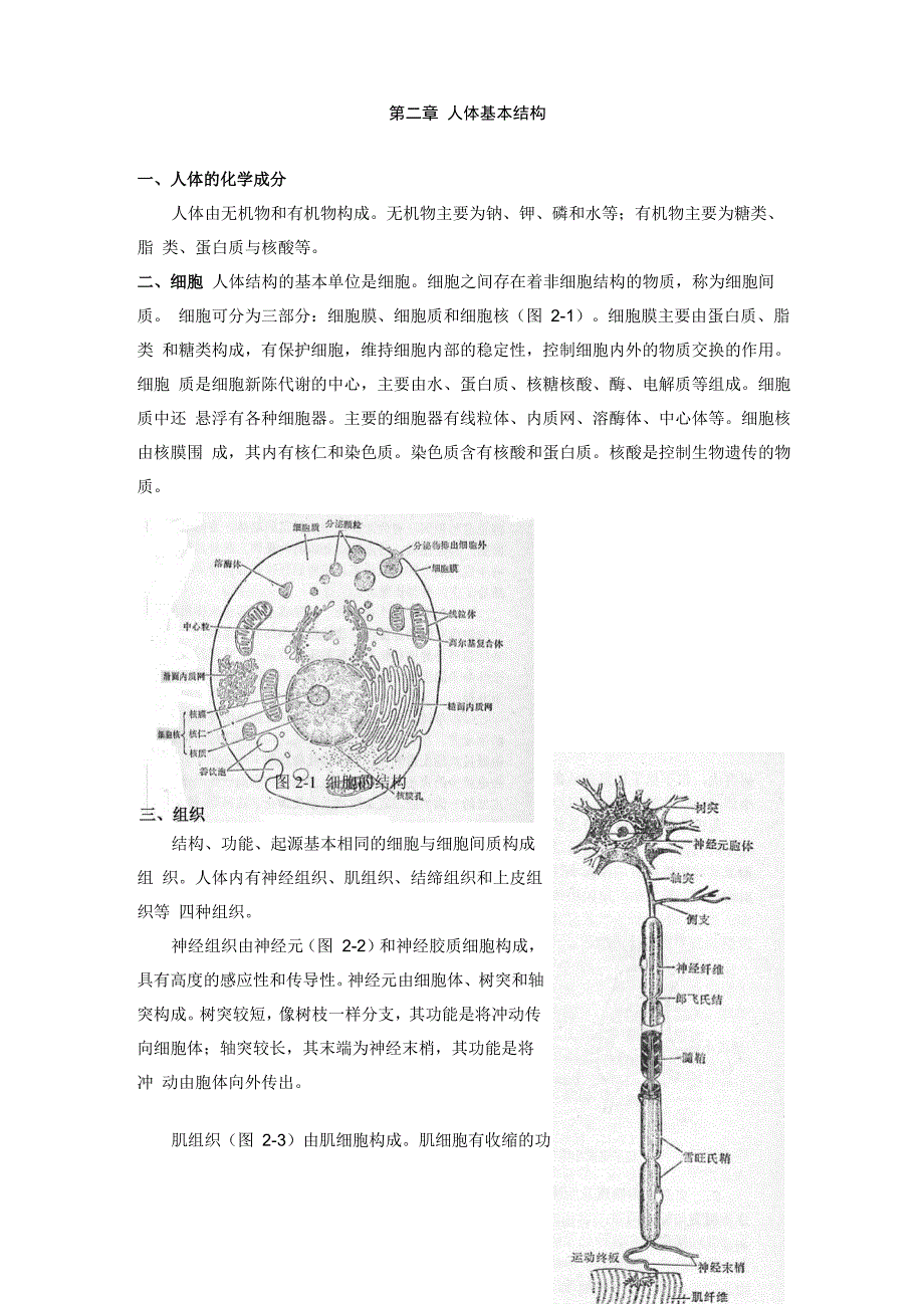 人体的基本构成_第1页